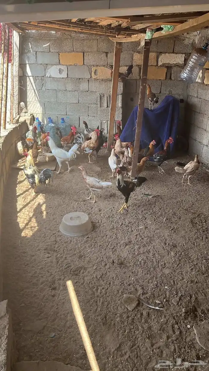 ديوكه بلدي للبيع العدد 14 3