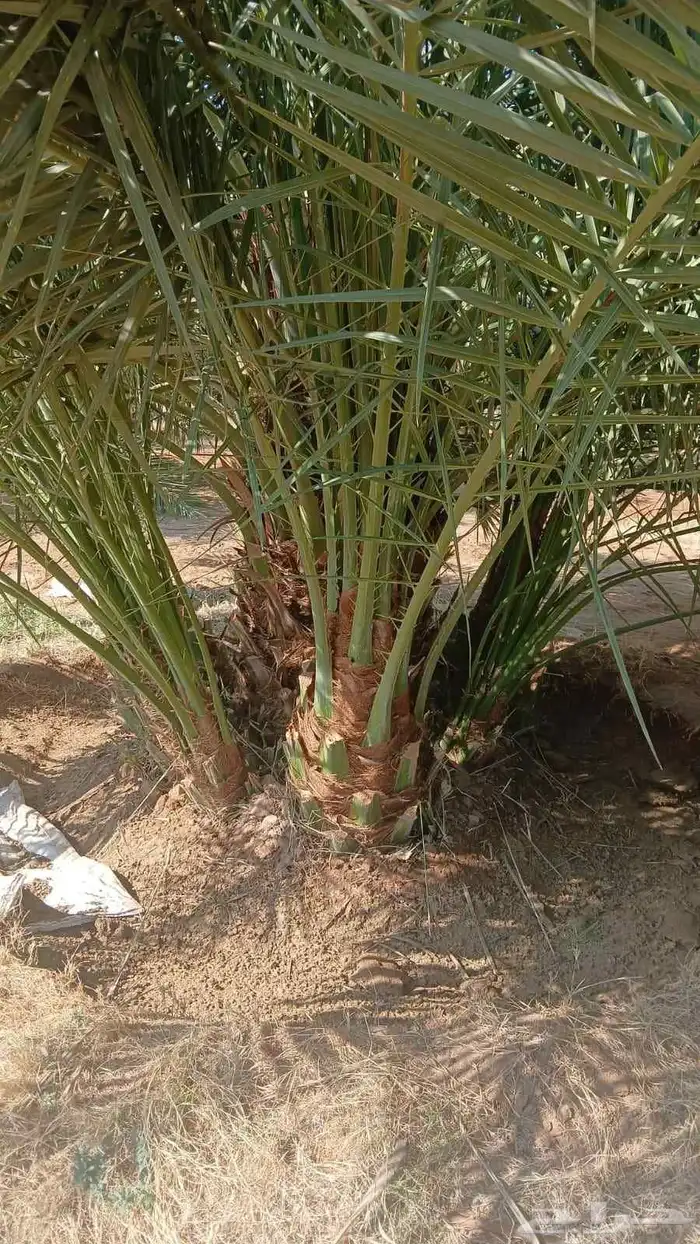 جثايث مثمر نخل القصيم نخل للبيع صقعي مجدول سكري ونانه لبانه 7