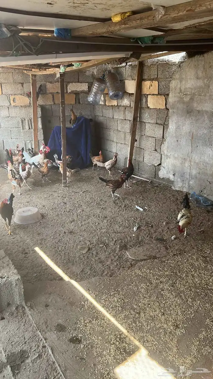 ديوكه بلدي للبيع العدد 14 1