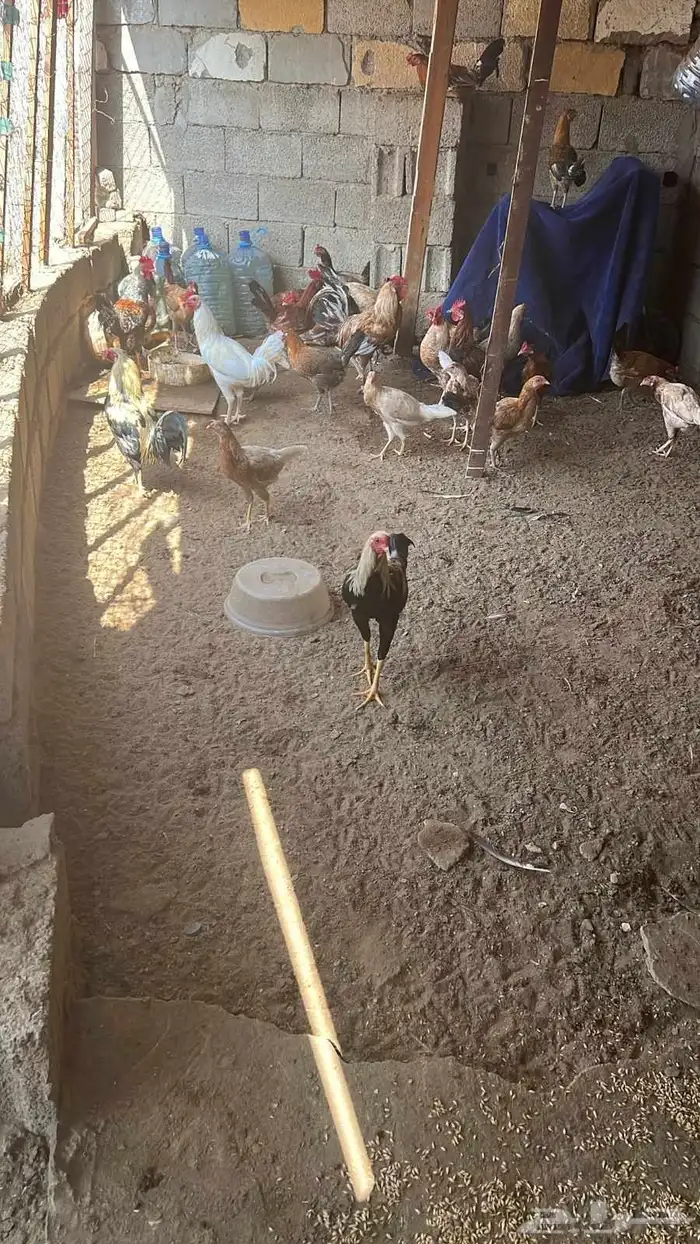 ديوكه بلدي للبيع العدد 14 2