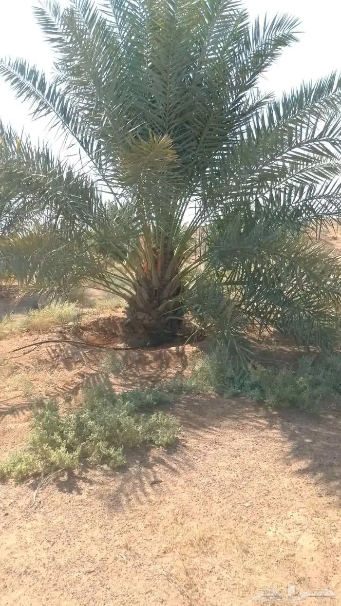 مقول نخل وشبوك مزارعه 3