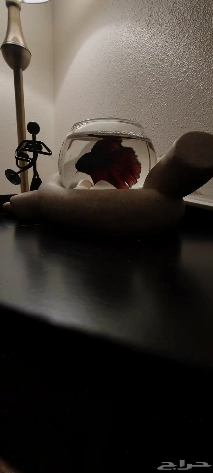 سمك فايتر ( زينة) 3