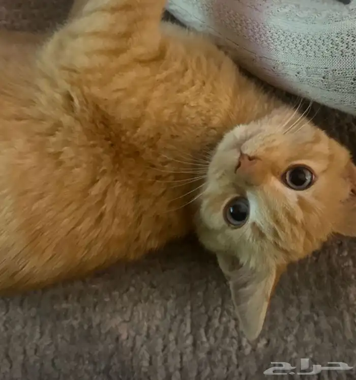 قطط للتبنى 1