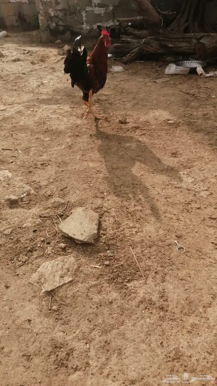 ديك بلدي للبيع 0