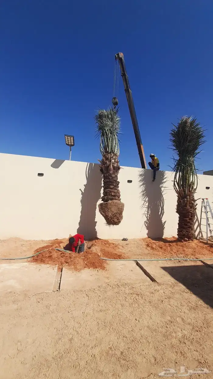 للبيع نقايل فسائل جثايث سكس برحي صقعي مجدوله هلالي واشنطن 0