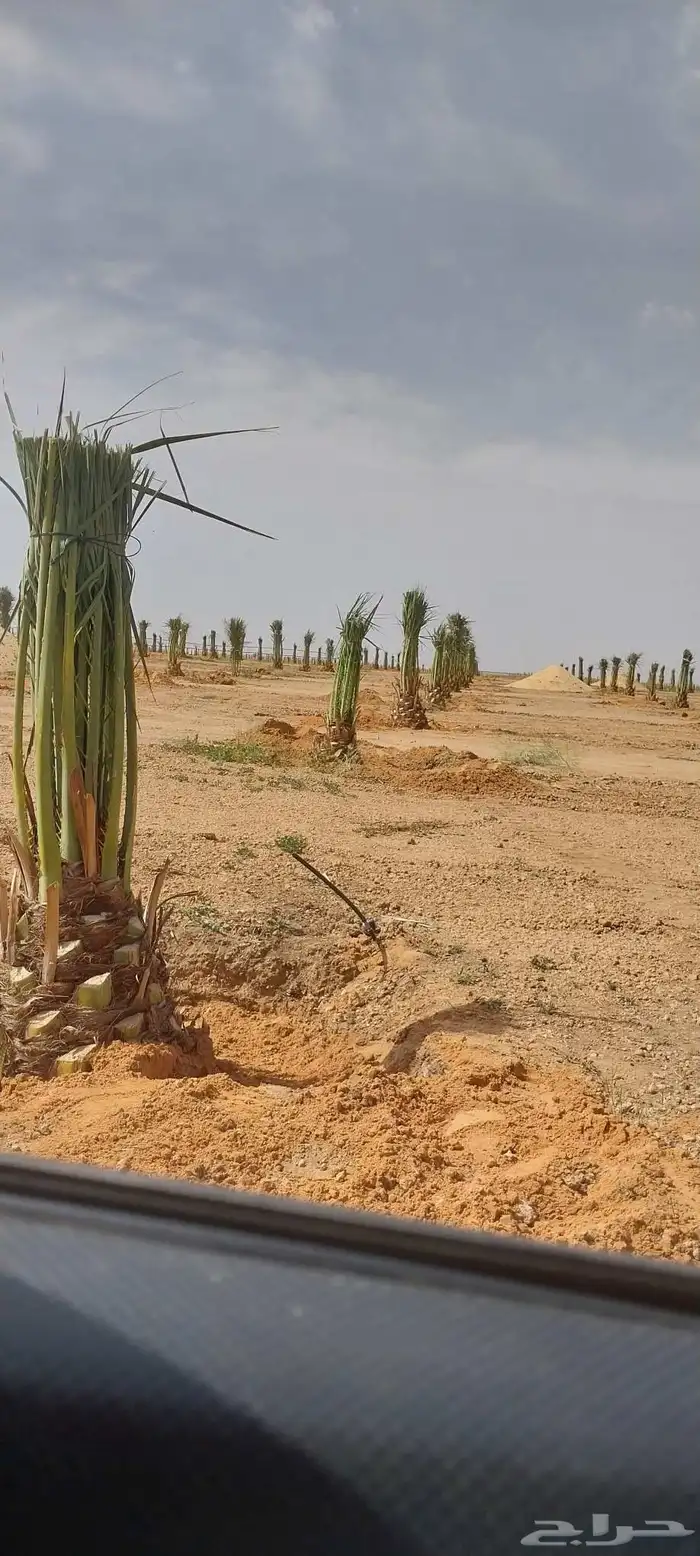 جثايث مثمر نخل القصيم نخل للبيع صقعي مجدول سكري ونانه لبانه 6