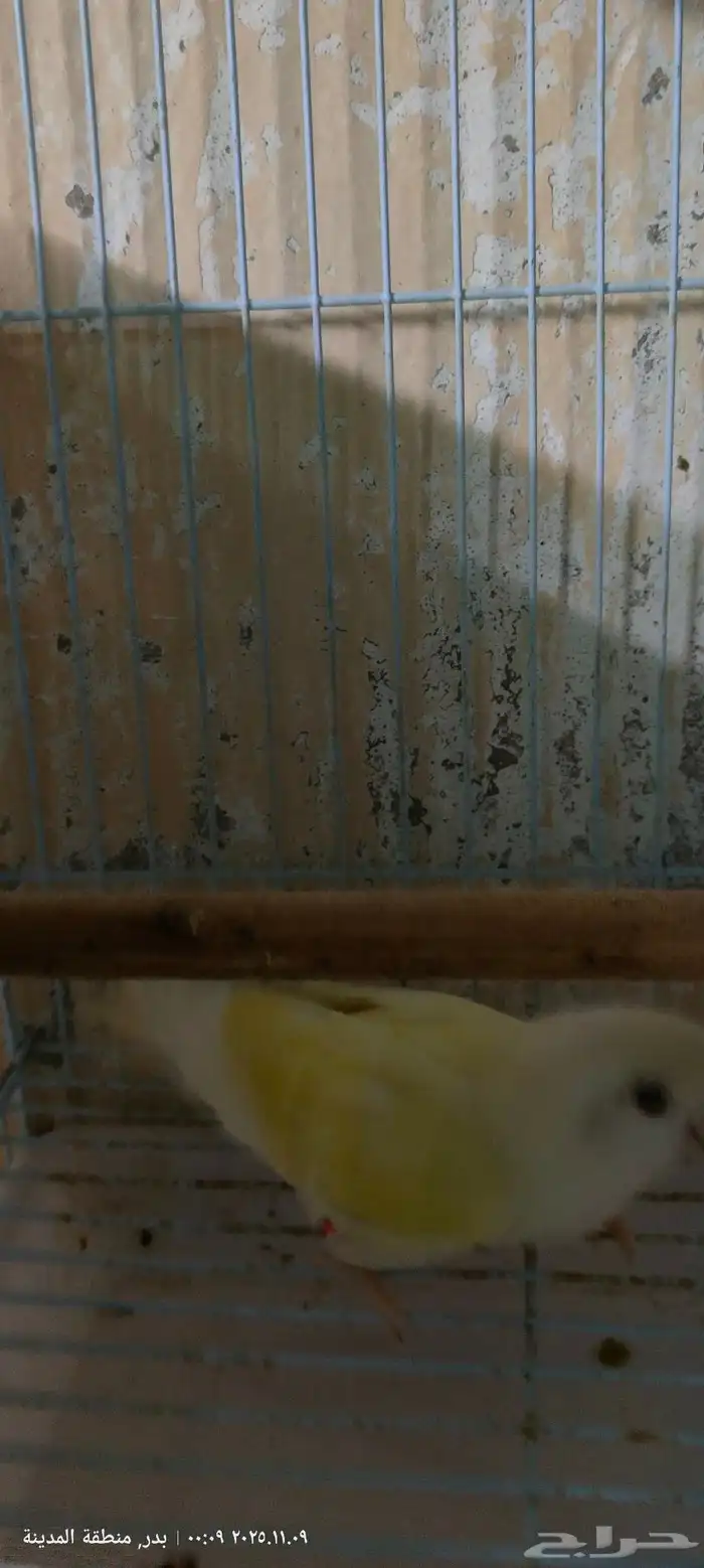 جوز روز إينو 2