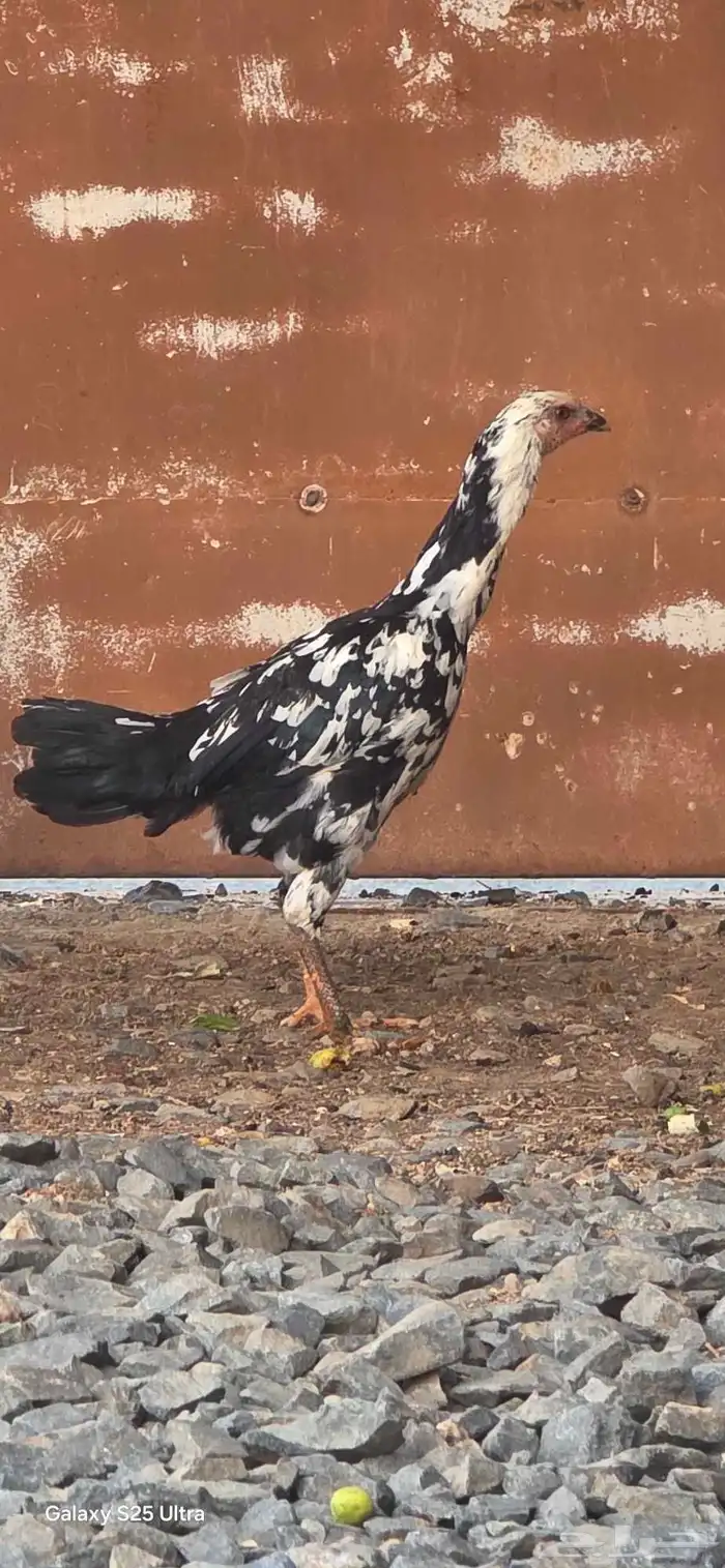 دجاج باكستاني اصيل 4