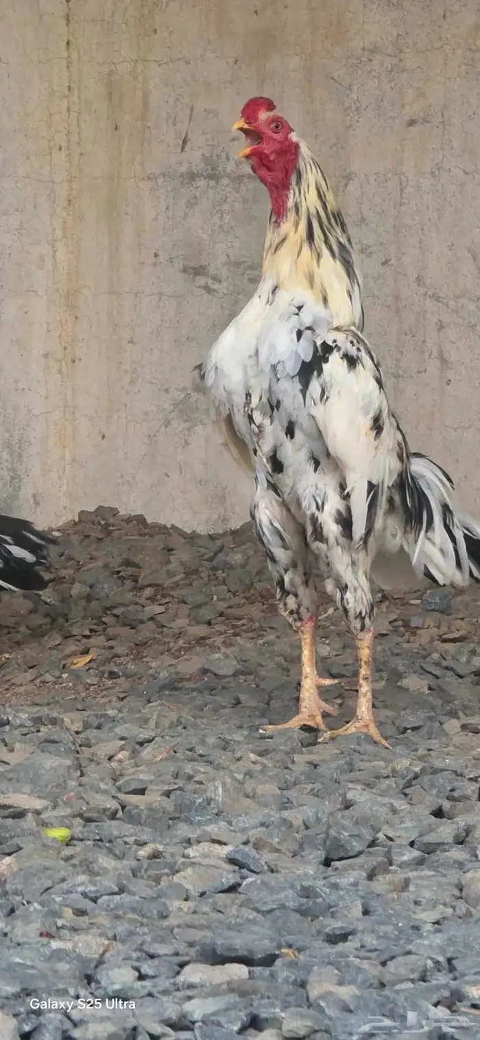 دجاج باكستاني اصيل 2