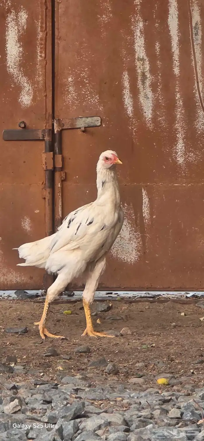 دجاج باكستاني اصيل 7