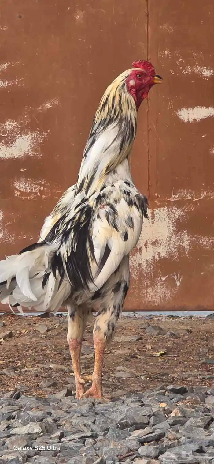 دجاج باكستاني اصيل 0