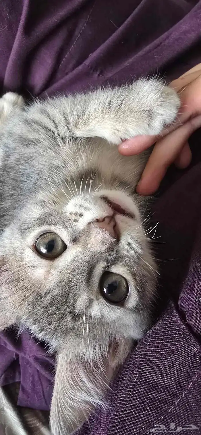 قطه للتبني(تم الحجز) 4