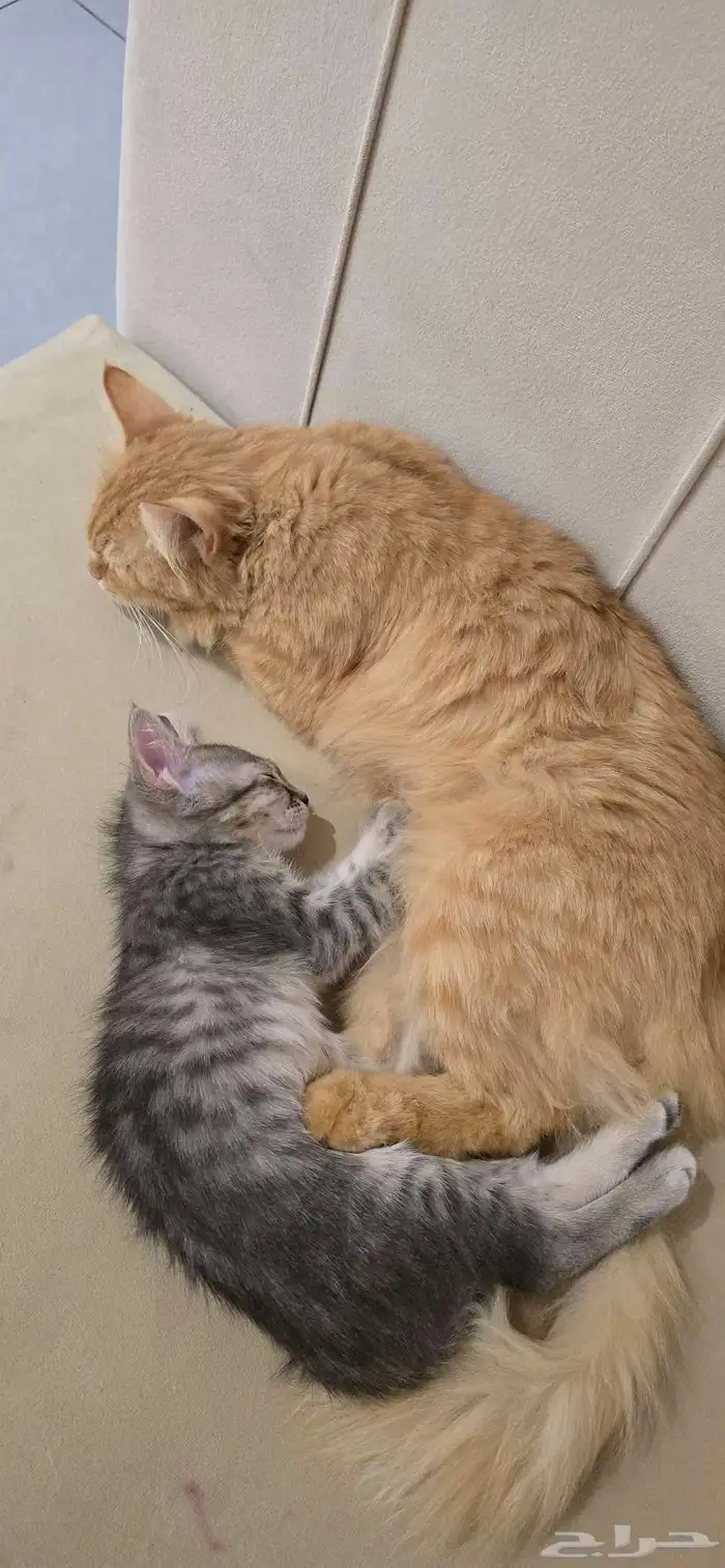 قطه للتبني(تم الحجز) 2