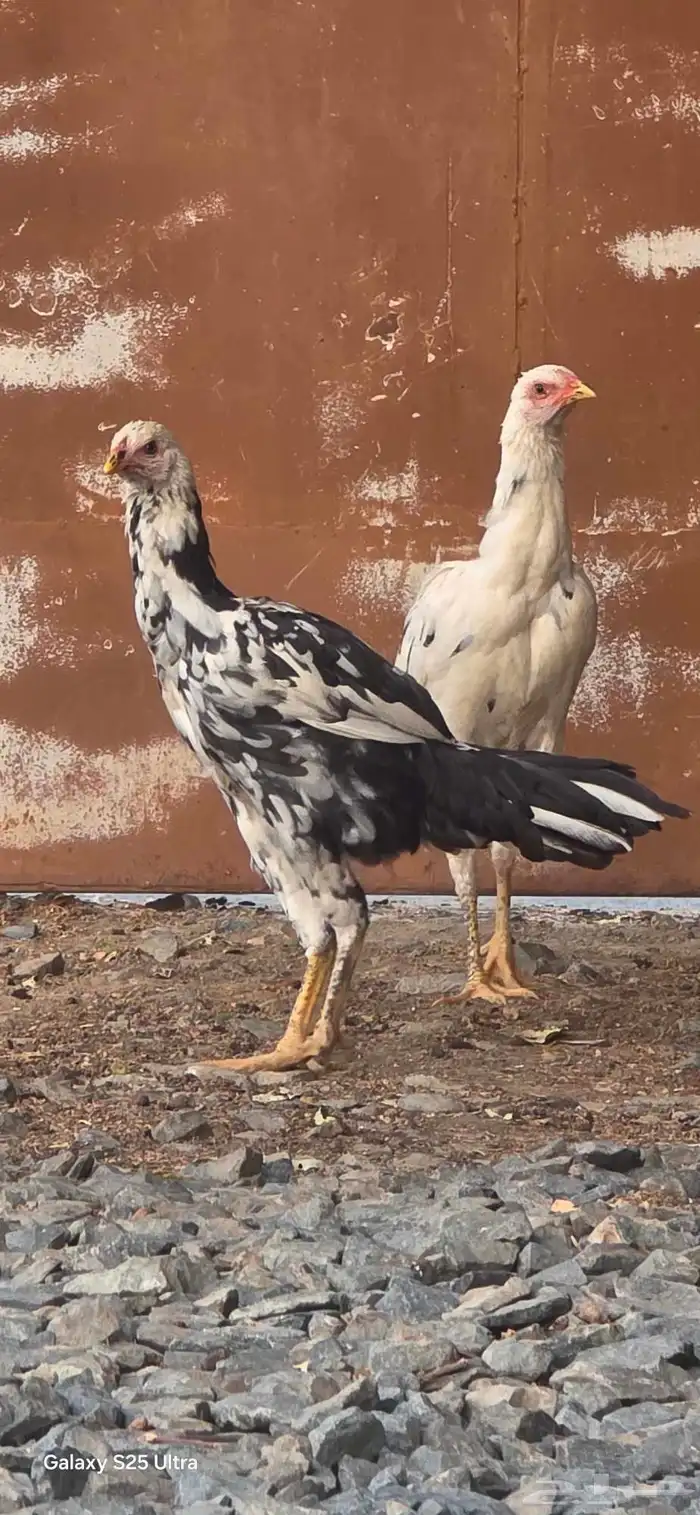 دجاج باكستاني اصيل 6