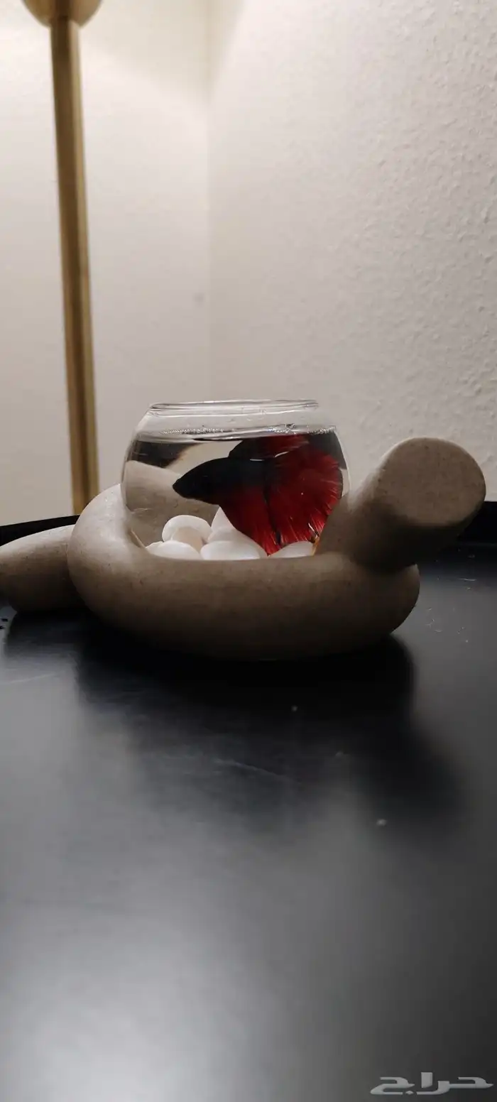 سمك فايتر ( زينة) 2