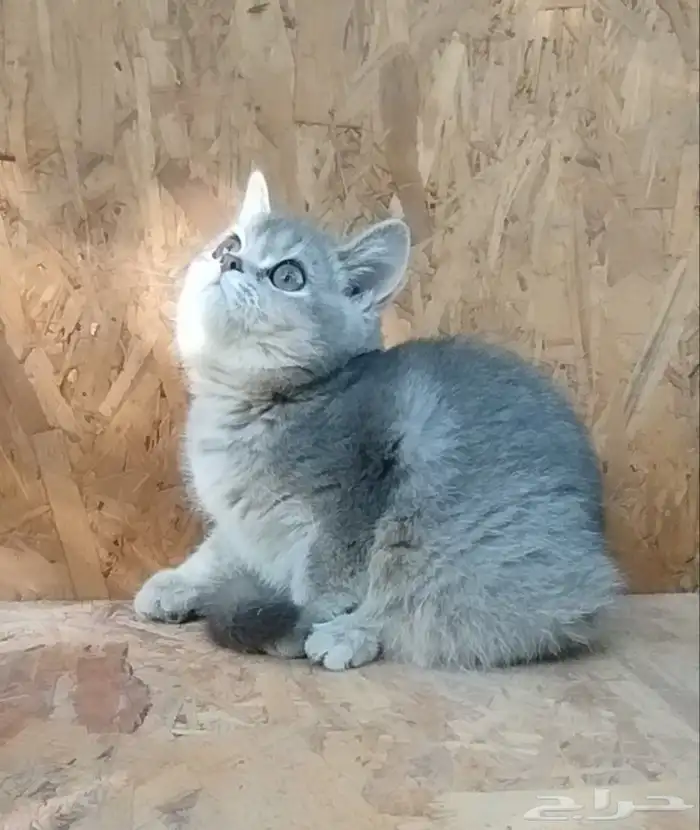 سكوتش ستريت بيور لتبني برسوم 0