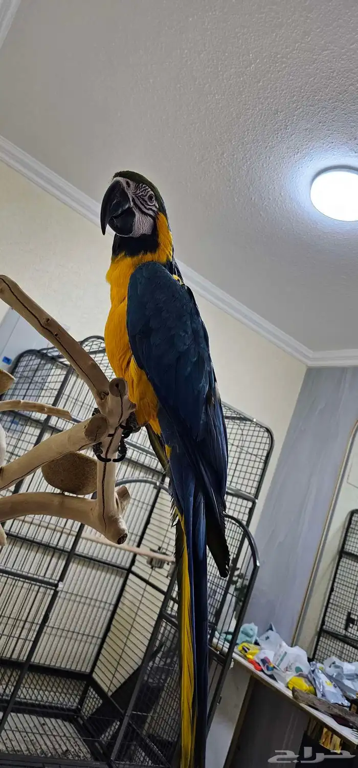 مكاو بلو اند قولد 2