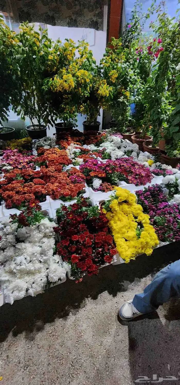 تنسيق حدائق وصيانتها وبيع وتوريد الثيل الطبيعي 0