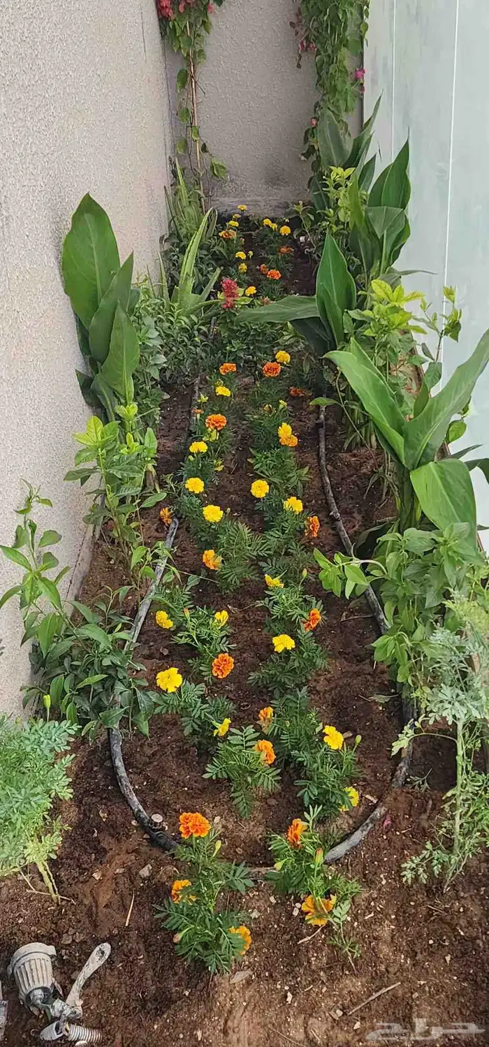 تنسيق حدائق وصيانتها وبيع وتوريد الثيل الطبيعي 1