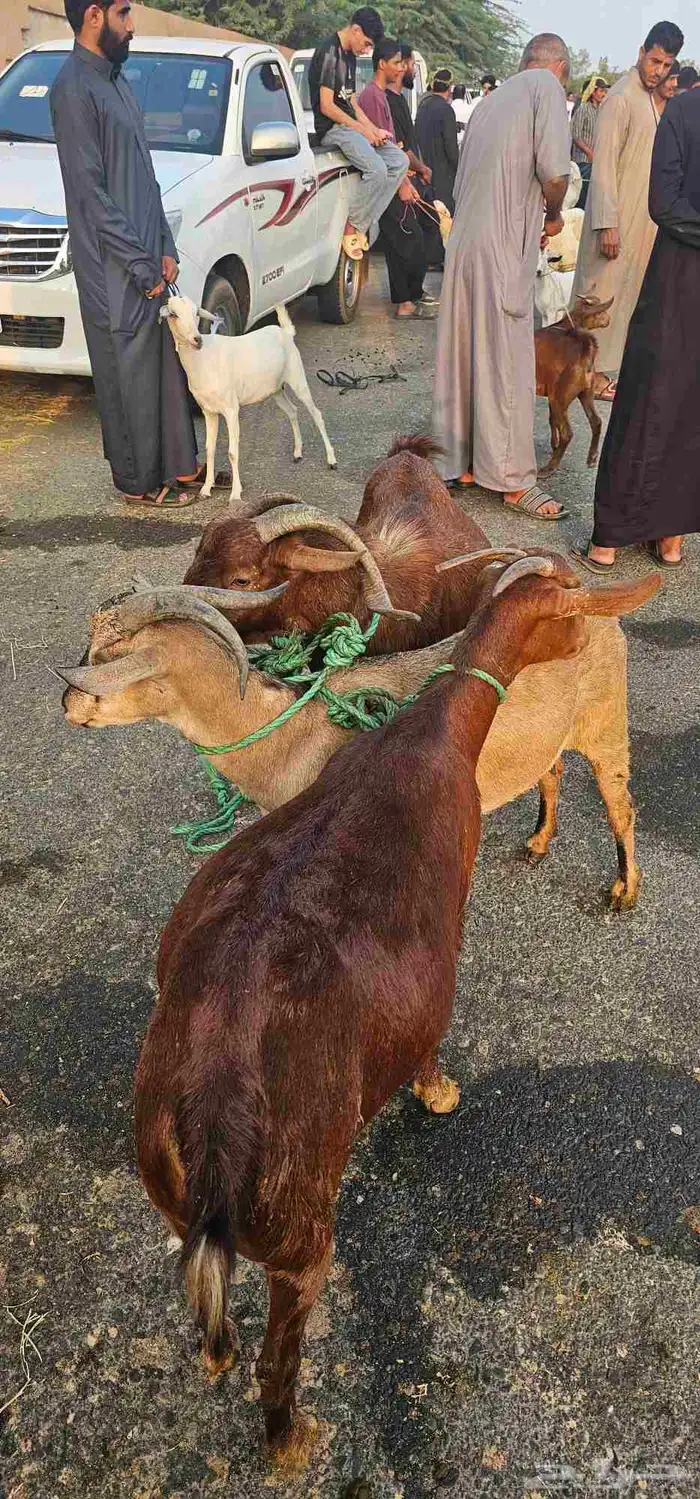 غنم ثلاث فيها السداس والجامع ثلاث تيس وخبشتين 0