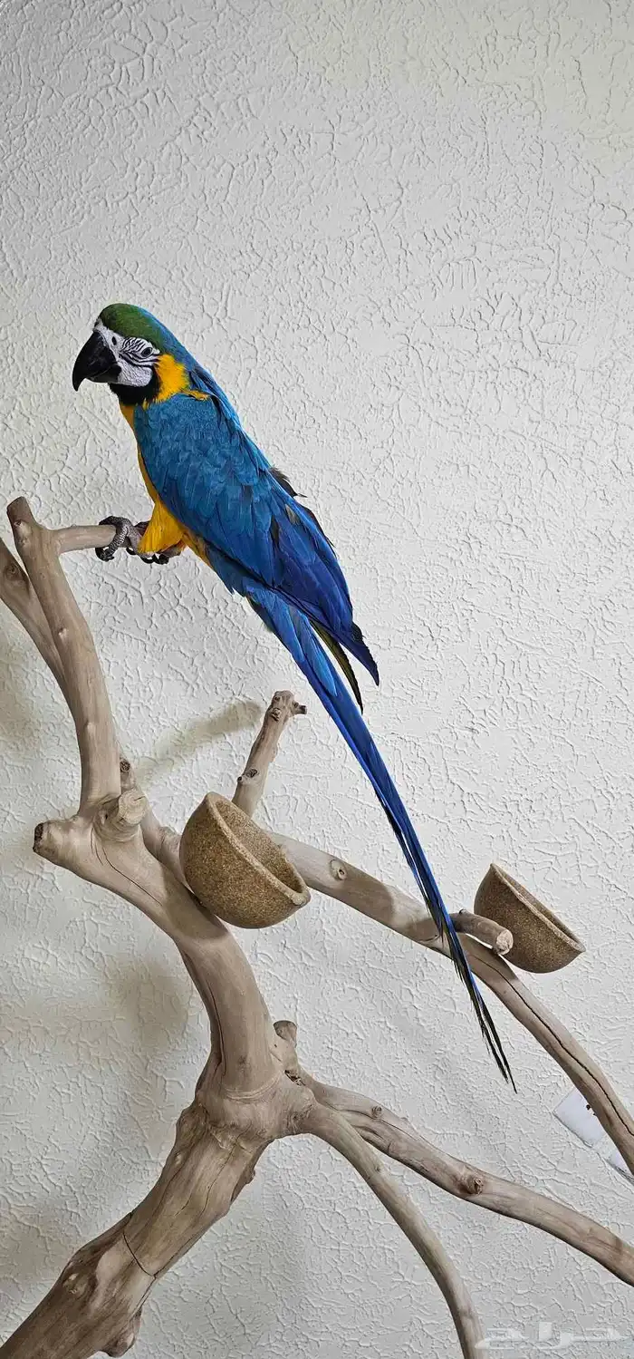 مكاو بلو اند قولد 1