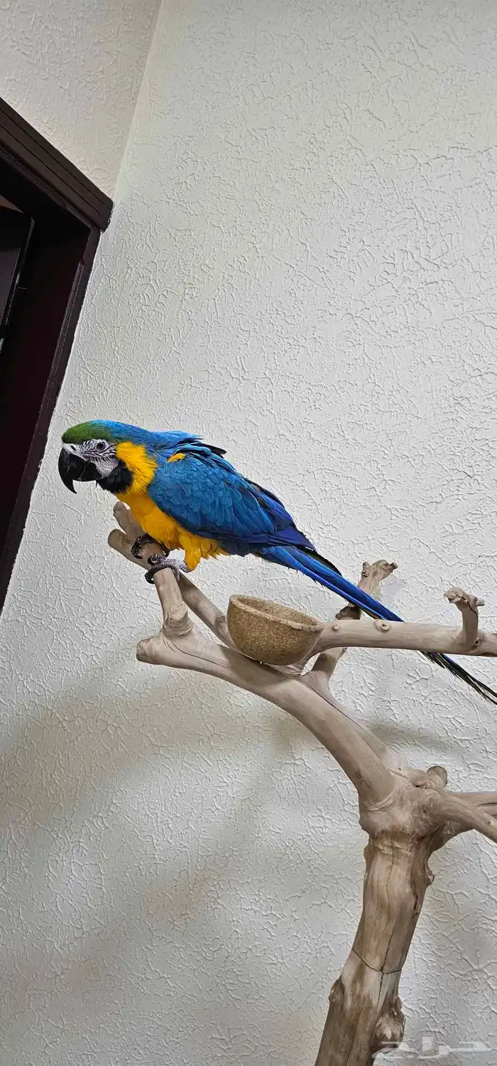 مكاو بلو اند قولد 0