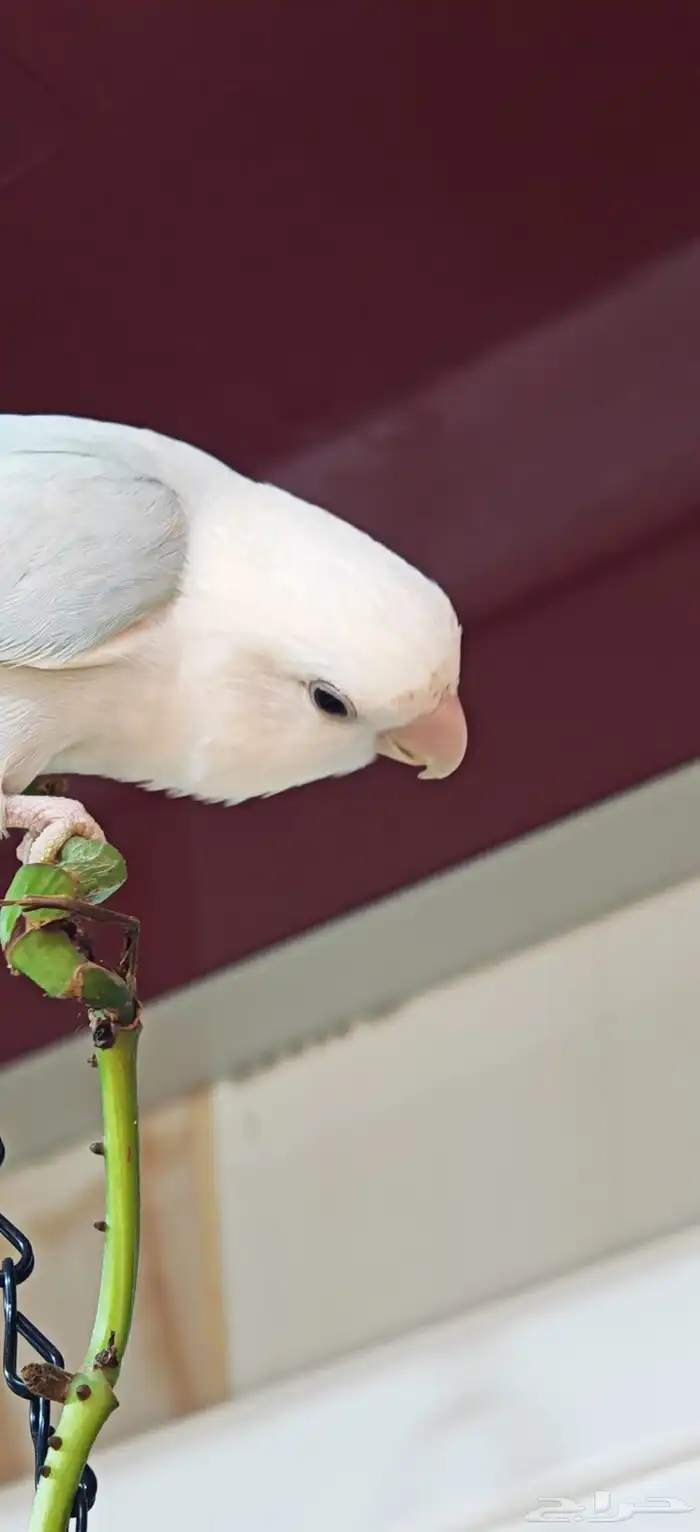 فيشر لون ازرق فاتح 0