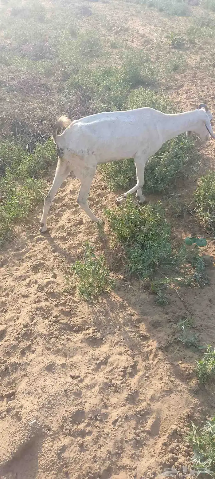 غنم للبيع وحده اطرحت من اسبوع وثانيه ملقوحه بقايه لبن 9