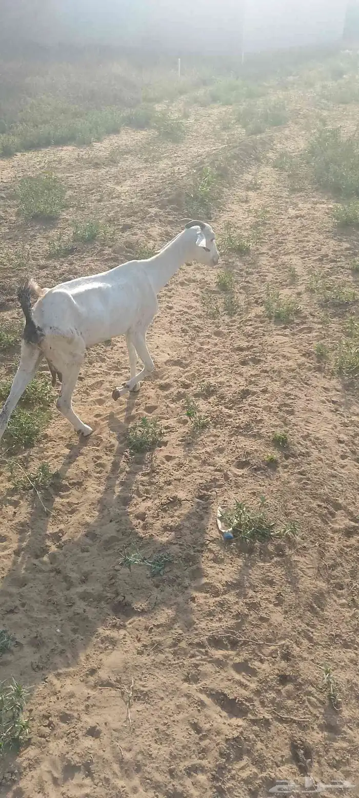 غنم للبيع وحده اطرحت من اسبوع وثانيه ملقوحه بقايه لبن 7