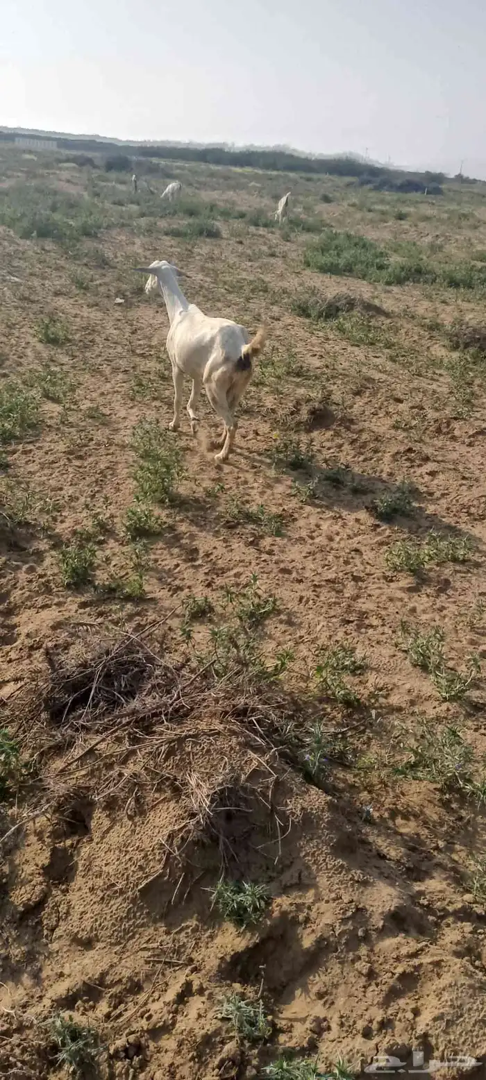 غنم للبيع وحده اطرحت من اسبوع وثانيه ملقوحه بقايه لبن 3