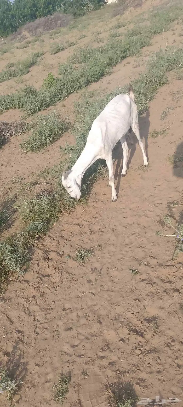 غنم للبيع وحده اطرحت من اسبوع وثانيه ملقوحه بقايه لبن 8