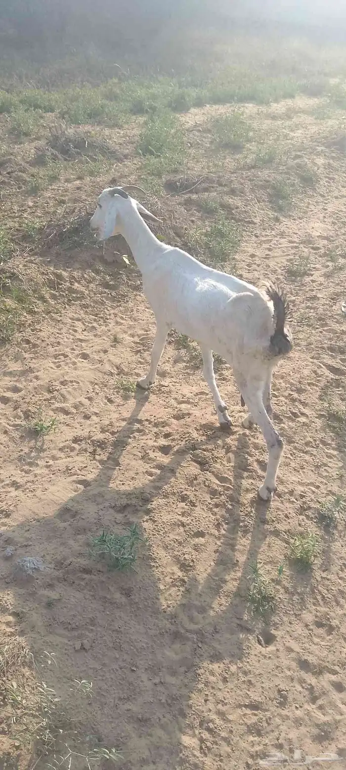 غنم للبيع وحده اطرحت من اسبوع وثانيه ملقوحه بقايه لبن 6