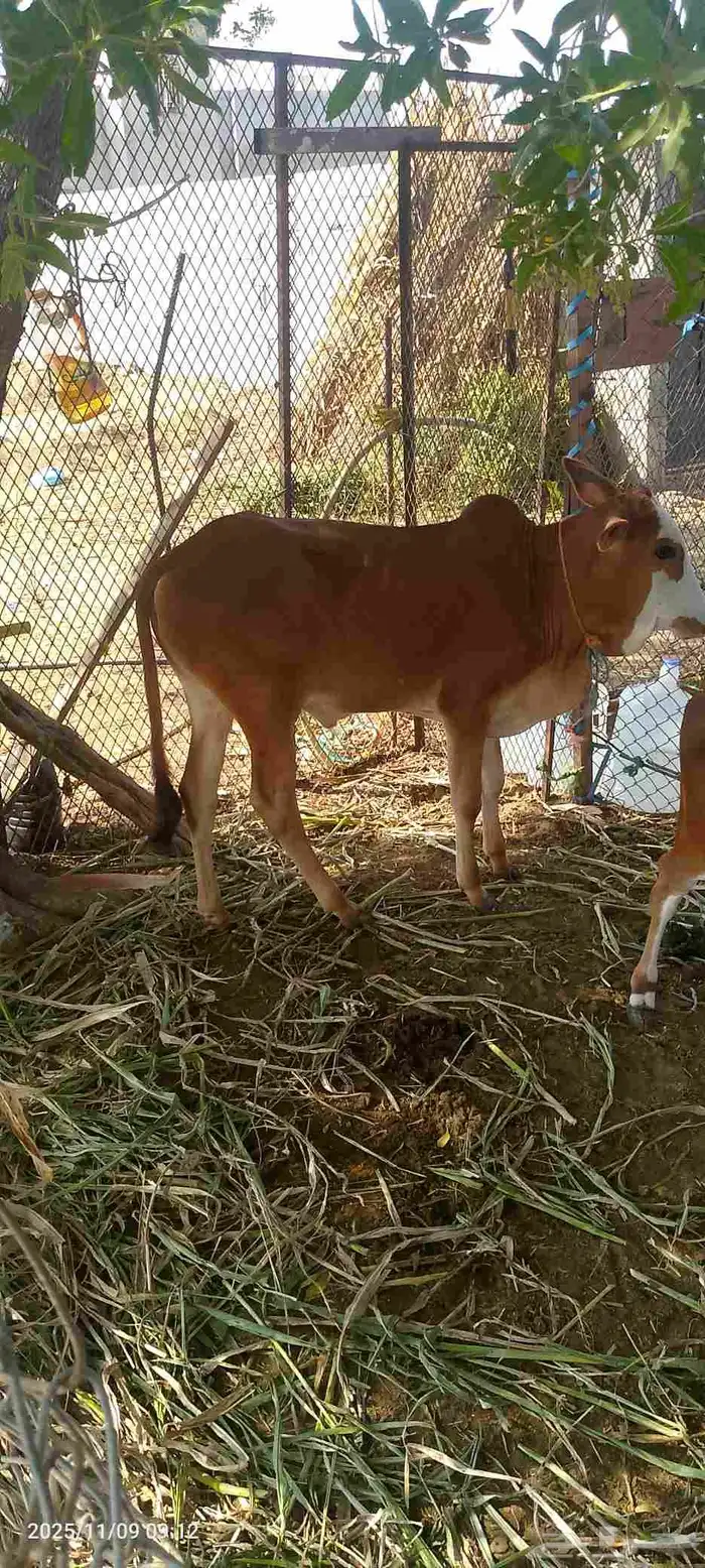 عجل لبيع لباني شرط يرضع 0