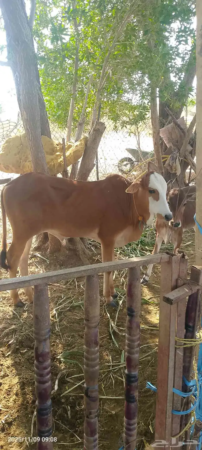 عجل لبيع لباني شرط يرضع 3