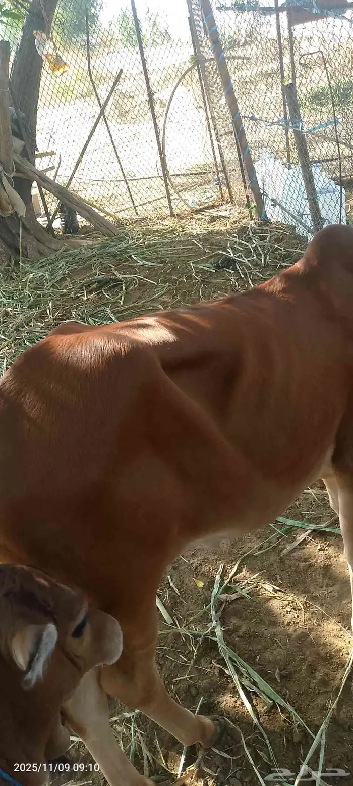 عجل لبيع لباني شرط يرضع 7