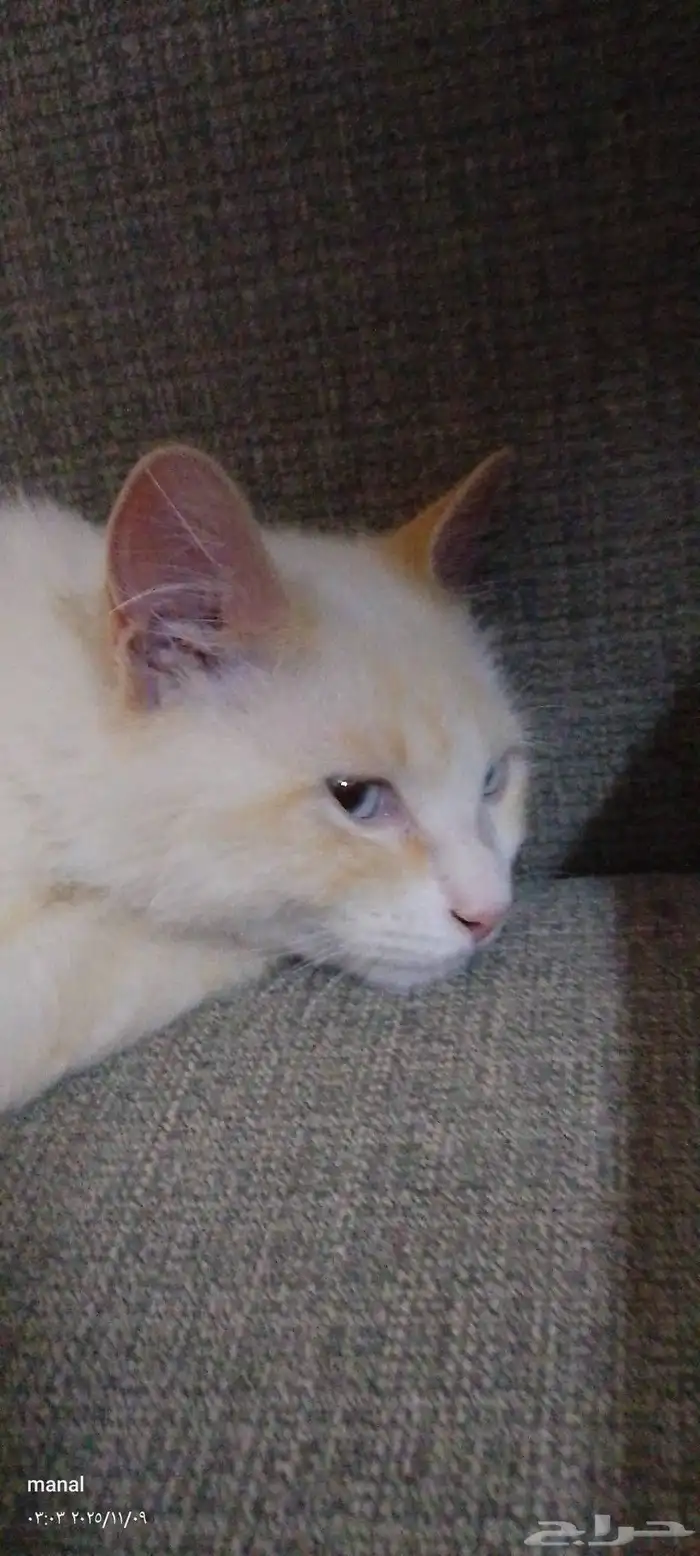 قط التبني ذكر يحب يلعب 1