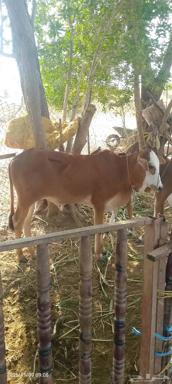 عجل لبيع لباني شرط يرضع 8