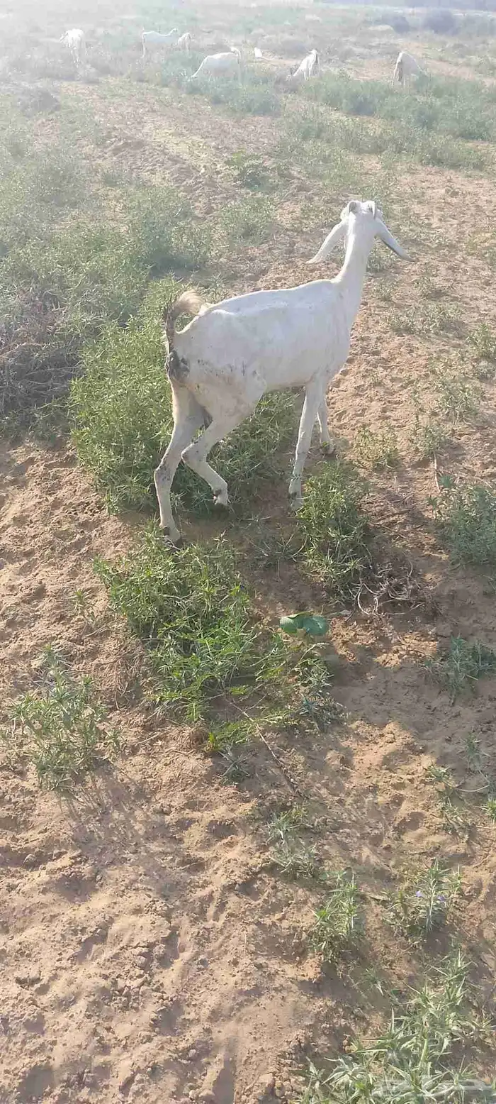 غنم للبيع وحده اطرحت من اسبوع وثانيه ملقوحه بقايه لبن 5