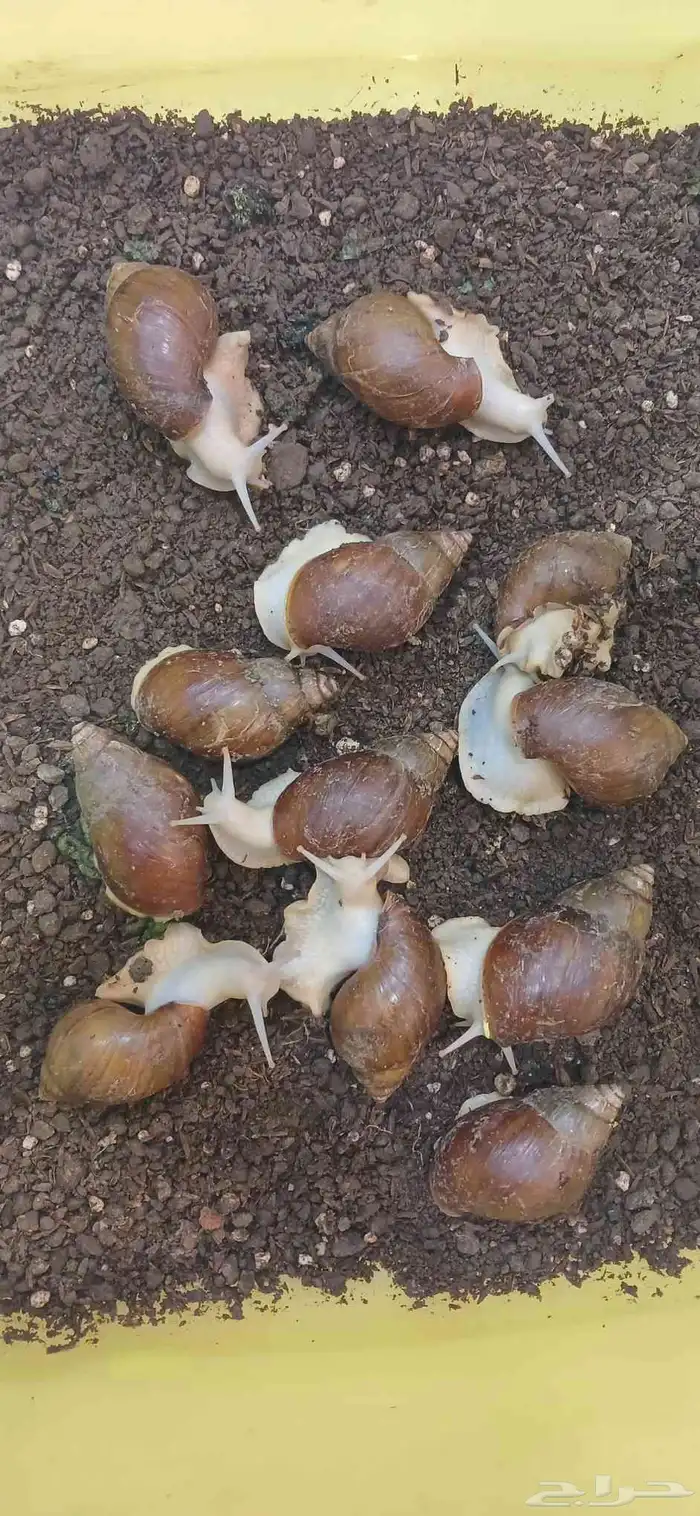 متوفر حلزون   سعره الحبه 25 ريال 0