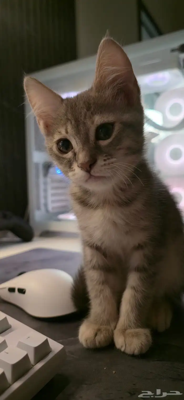 قطه للتبني(تم الحجز) 0