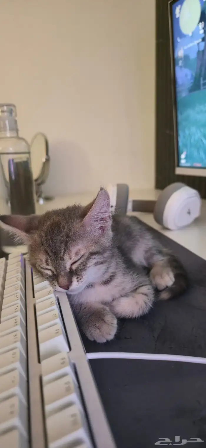 قطه للتبني(تم الحجز) 3