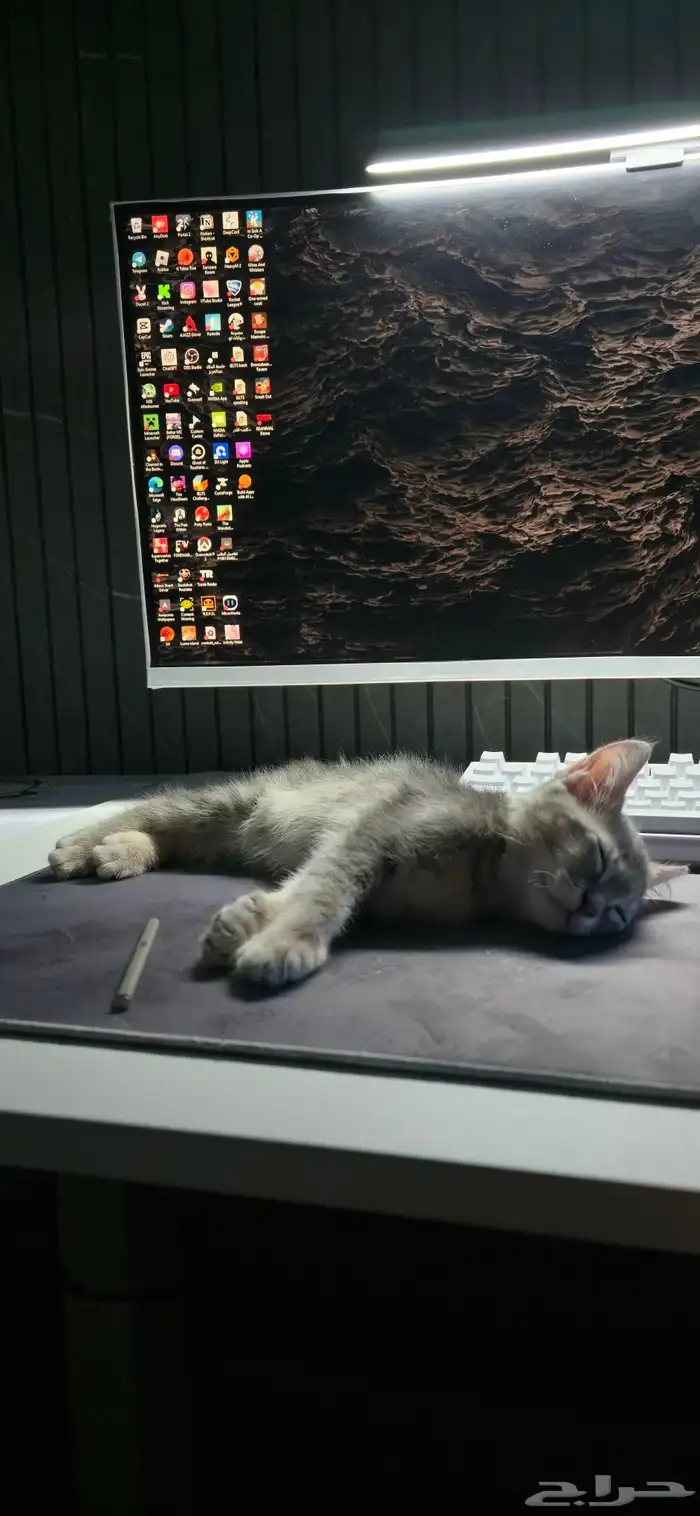 قطه للتبني(تم الحجز) 1