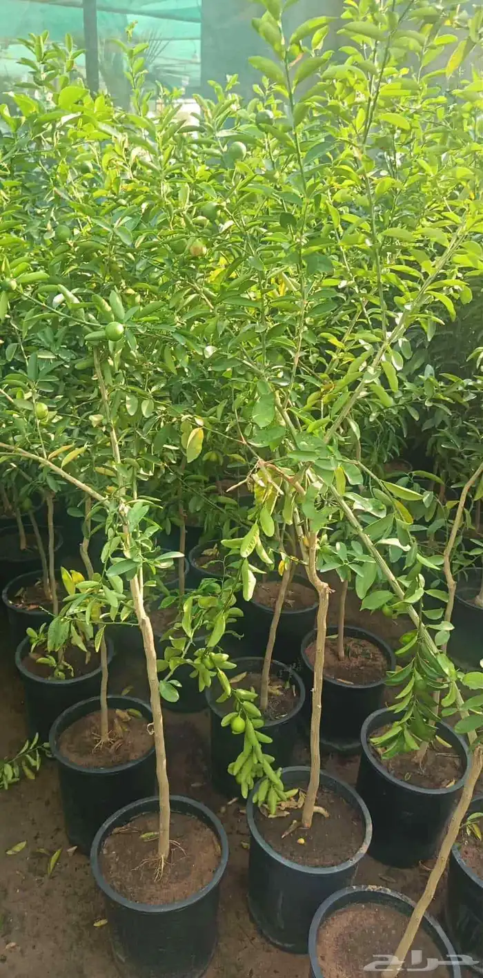 مشتل زراع طبيعي 5