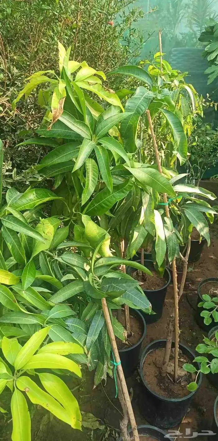 مشتل زراع طبيعي 3