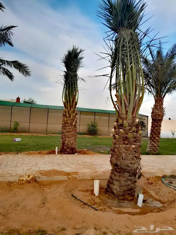نخل نخيل خلاص برحي سكري شيشي مجدوله عجوه برني هلالي سلاطين 1