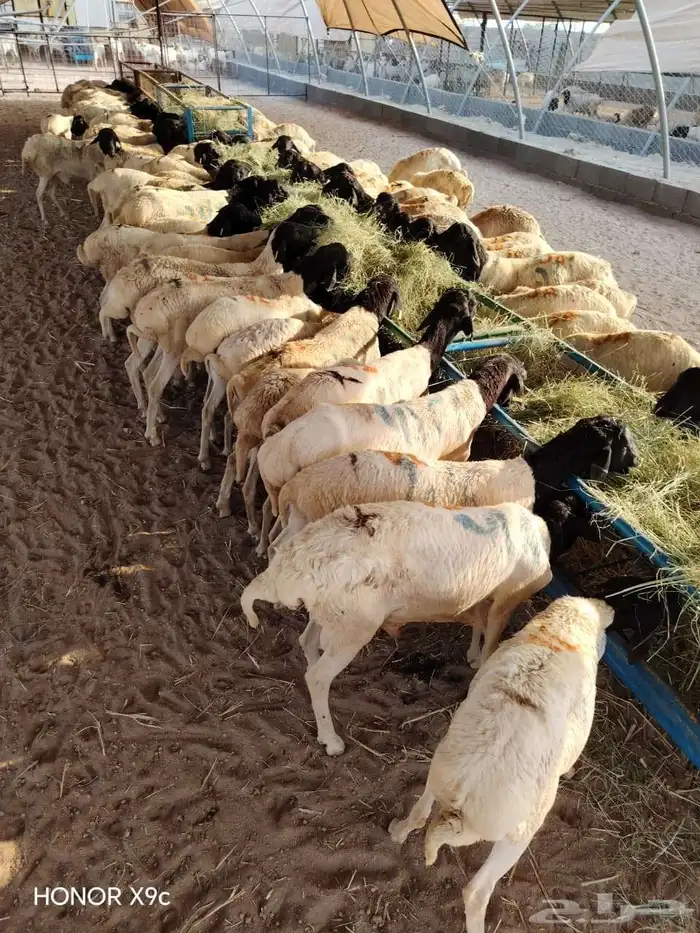 برابر وتيوس صوماليه متميزه 0