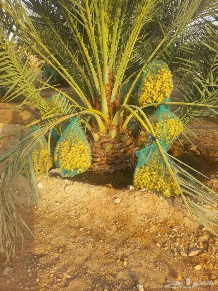 نخل مثمر فاخر نخل واشنطني زينه خلاص سكري هلالي ونانه مجدول 0