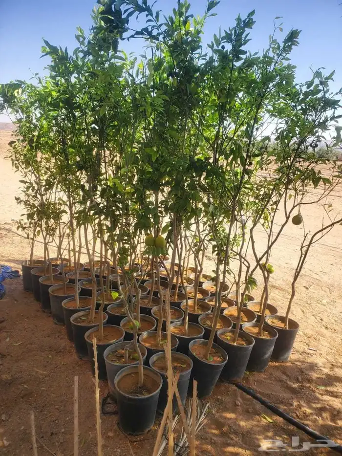 موسم الحمضيات بد با جميع انواع ومقستاها مع التوصيل وزرعه 0