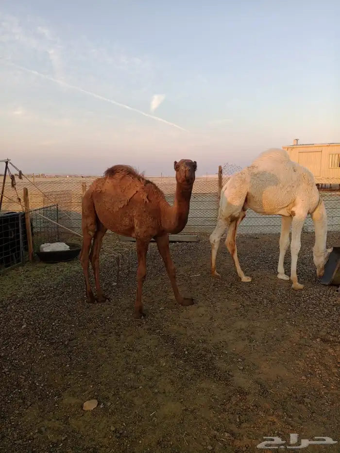 حشو قعدان للبيع .. العمر 9 شهور 1