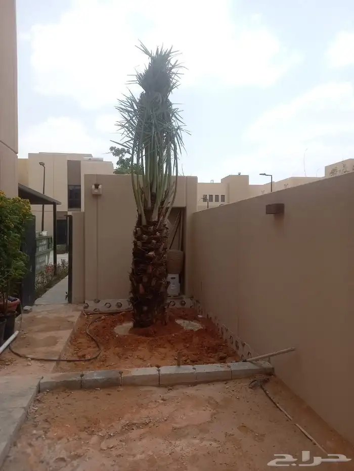 نخل مثمر فاخر نخل واشنطني زينه خلاص سكري هلالي ونانه مجدول 3